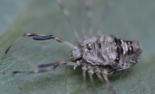 Dicranopalpus ramosus